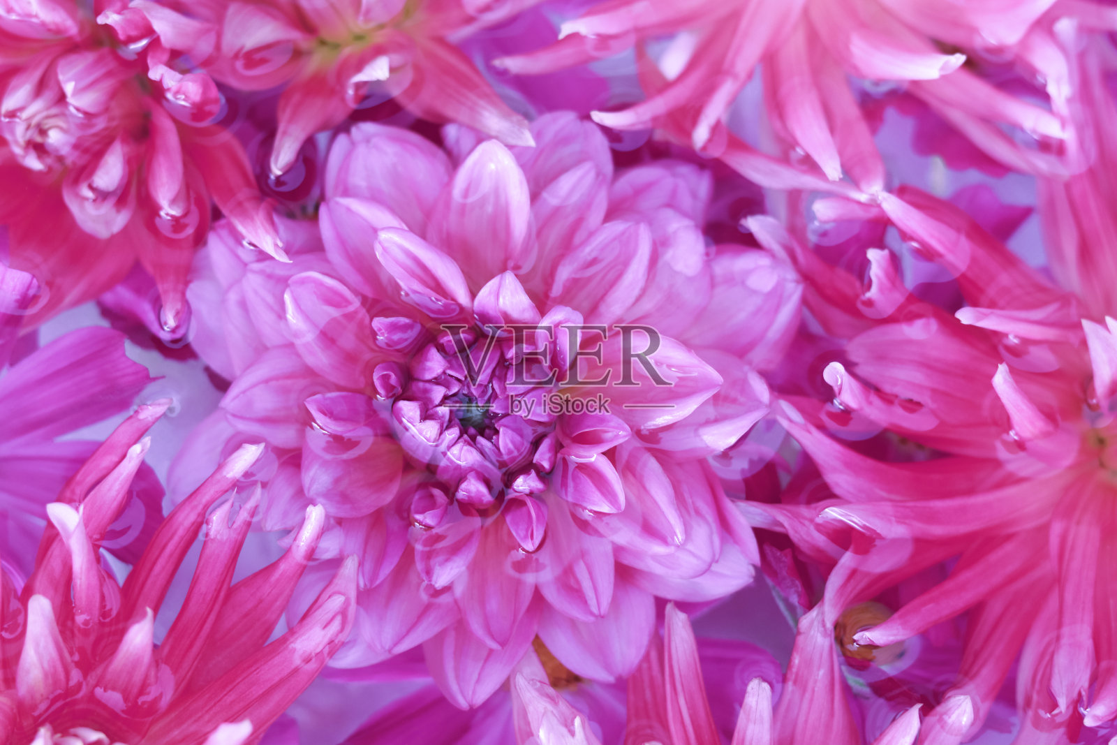 紫色的大丽花。夏天的花。粉红色紫色的菊花。明信片。花的横幅。前视图。纹理和背景。抽象的背景。关上美丽的菊花。情人节照片摄影图片