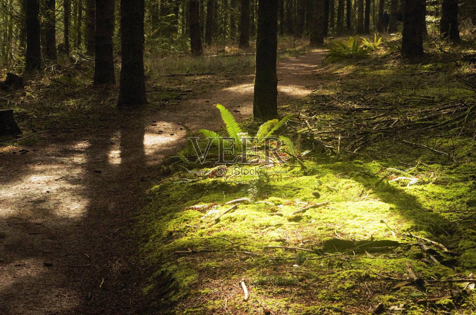 阳光照亮了森林中的单一蕨类植物照片摄影图片