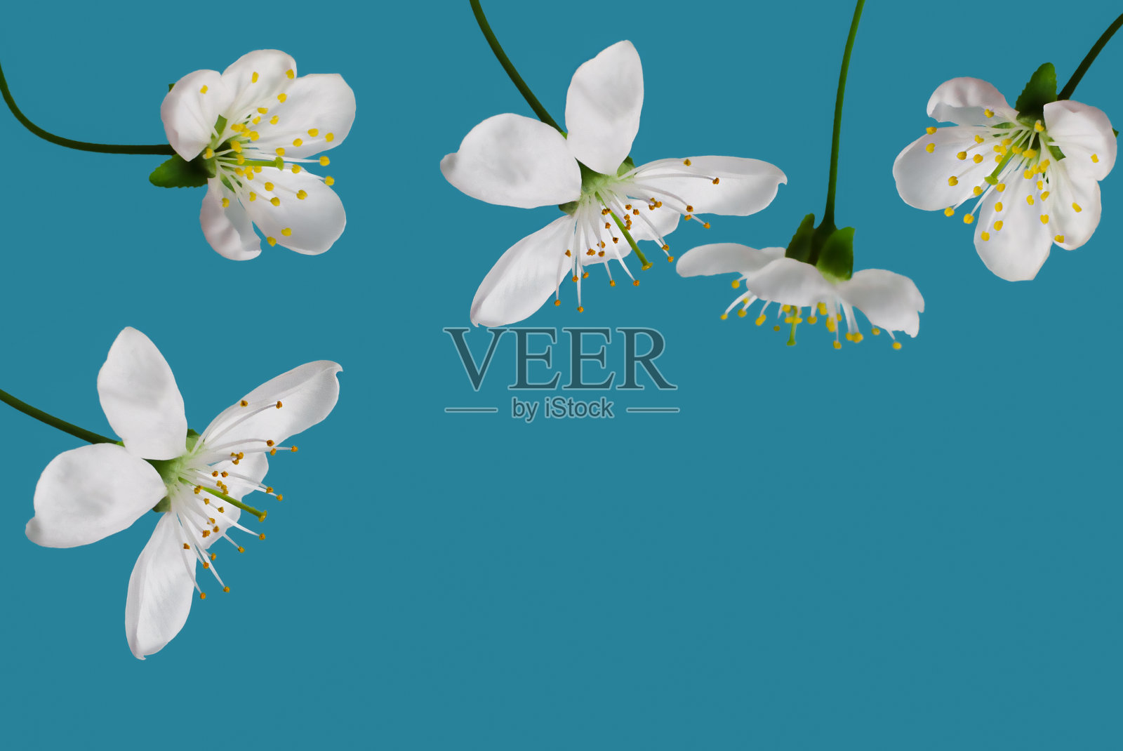 蓝色背景上的樱花照片摄影图片