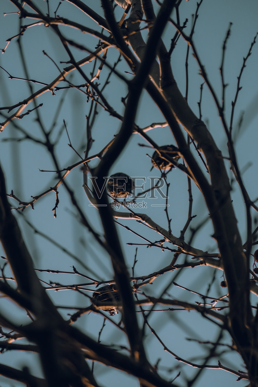 在伊斯坦布尔看动物照片摄影图片