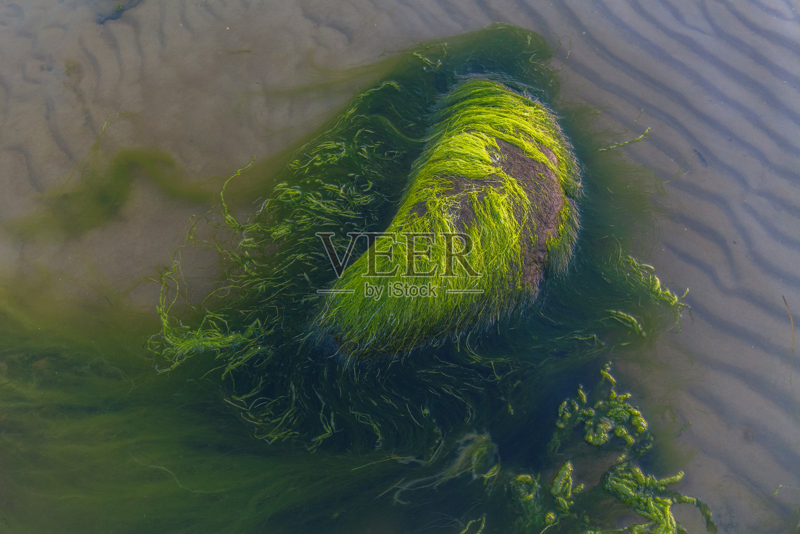 绿藻覆盖着海边的巨石。背景和表面纹理。海藻或绿色苔藓粘在石头上。海水中覆盖着绿色海藻的岩石。照片摄影图片