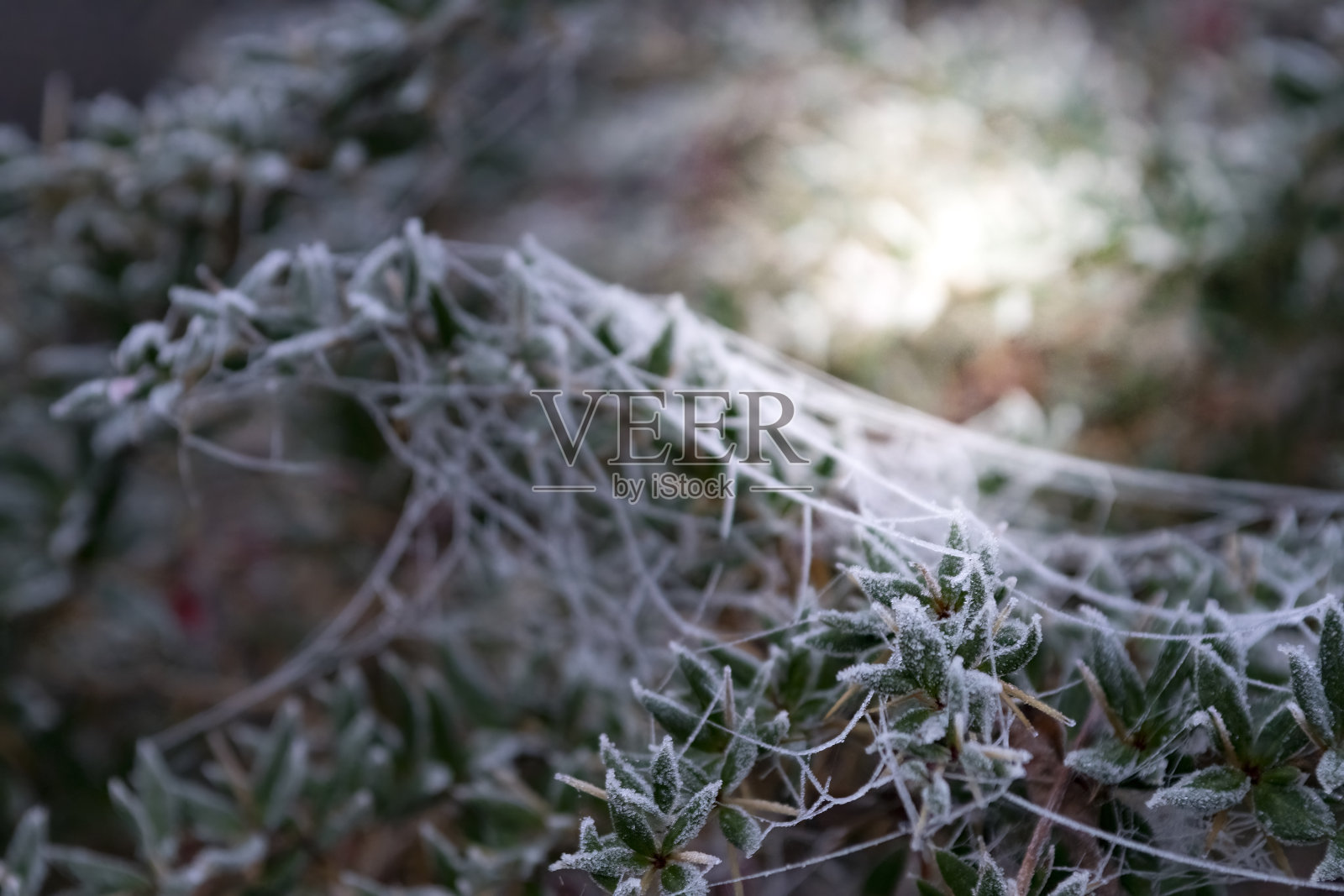 灌木丛上冰冻的蜘蛛网照片摄影图片