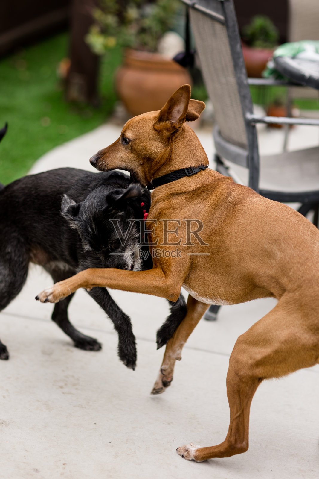 两只狗在圣地亚哥院子里摔跤的特写照片摄影图片