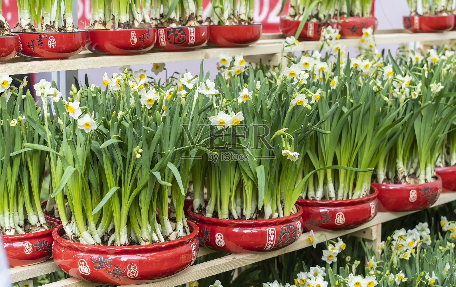 水仙花为中国新年而盛开照片摄影图片