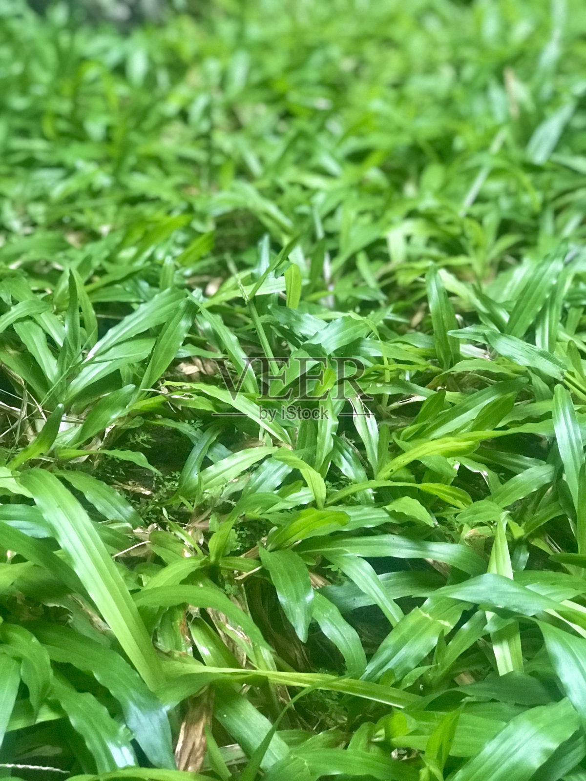 大象草照片摄影图片