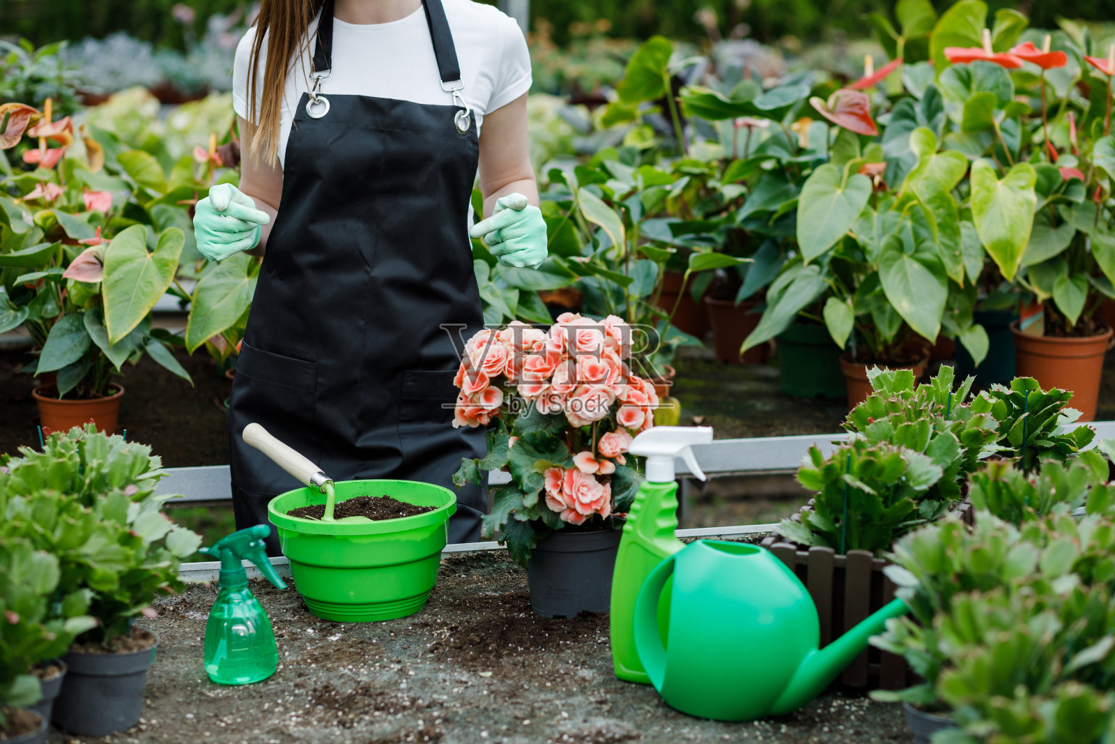 近距离的年轻女子移植植物和照顾花盆在温室。照片摄影图片