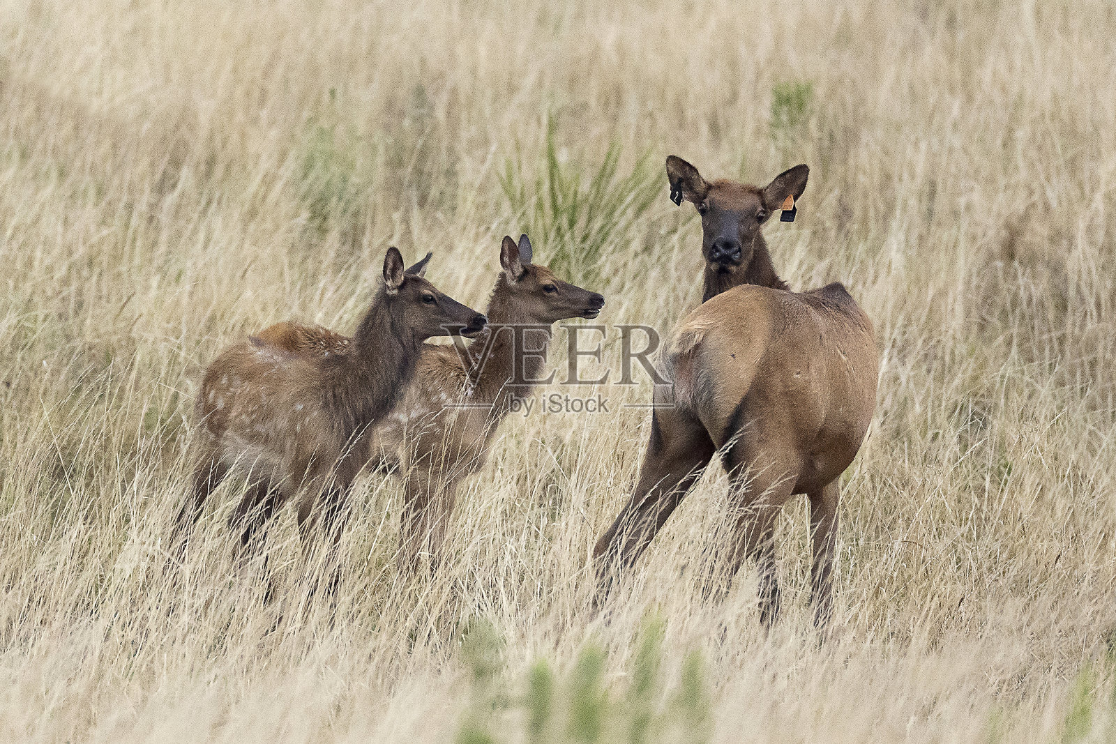 每照片摄影图片