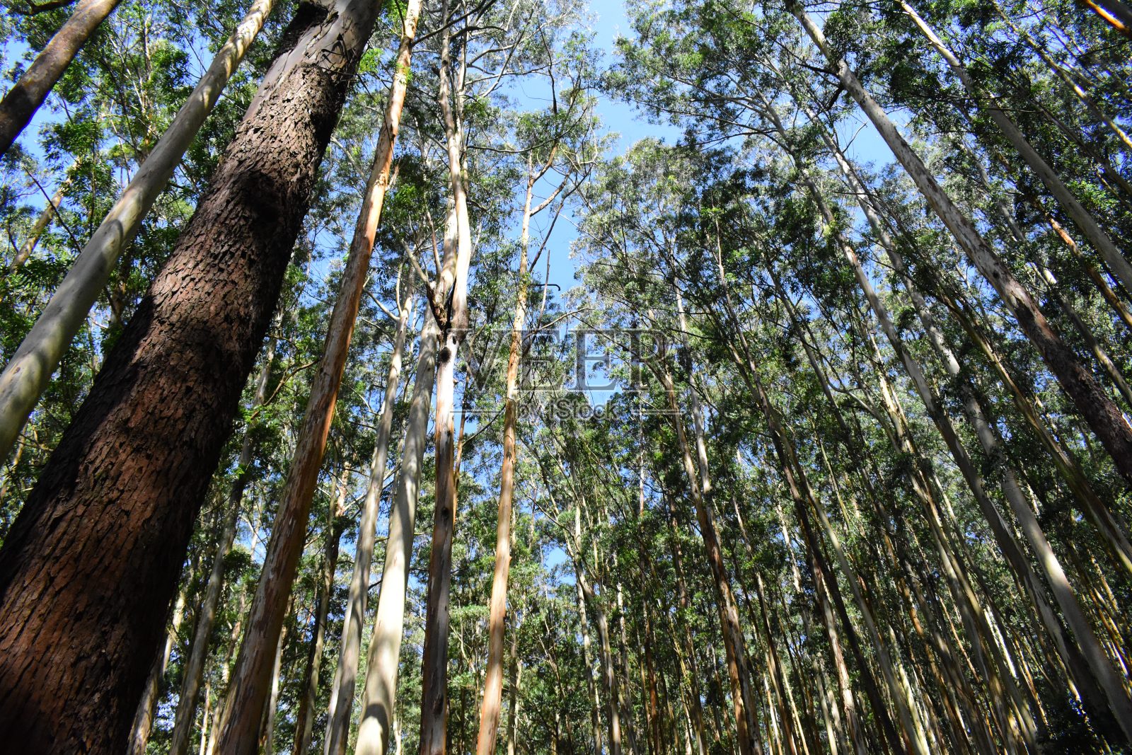 底部到处都是桉树照片摄影图片
