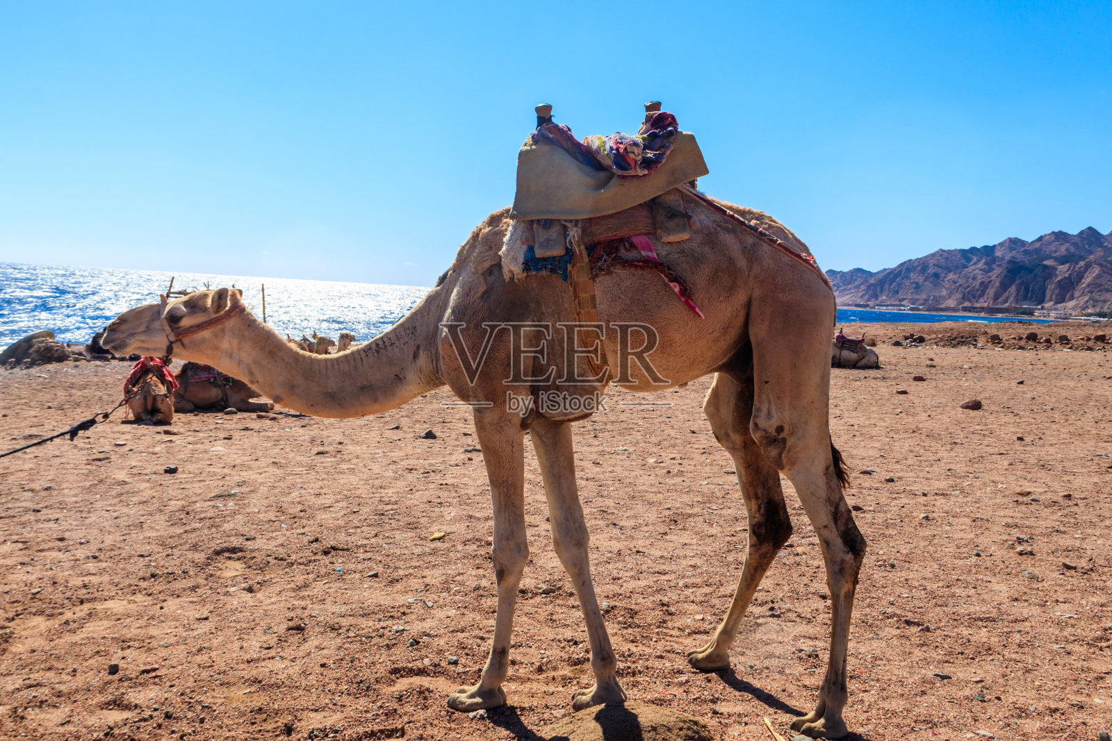 亚喀巴湾红海岸边的骆驼。Dahab、埃及照片摄影图片