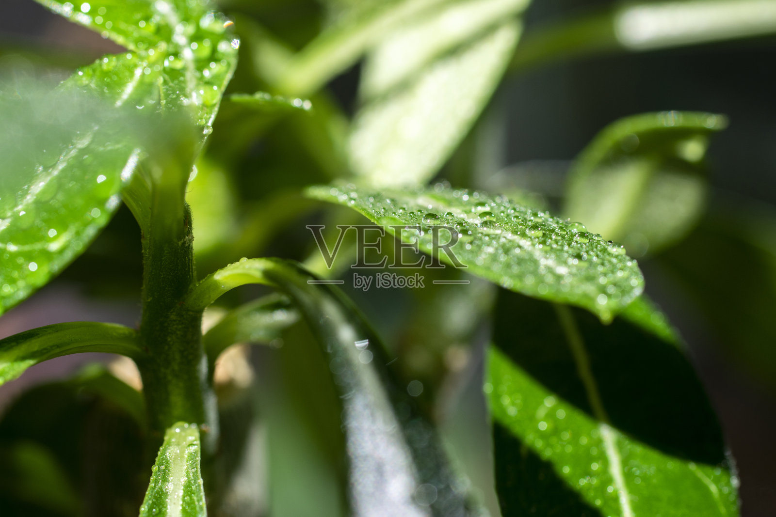 绿叶与雨滴的背景。照片摄影图片