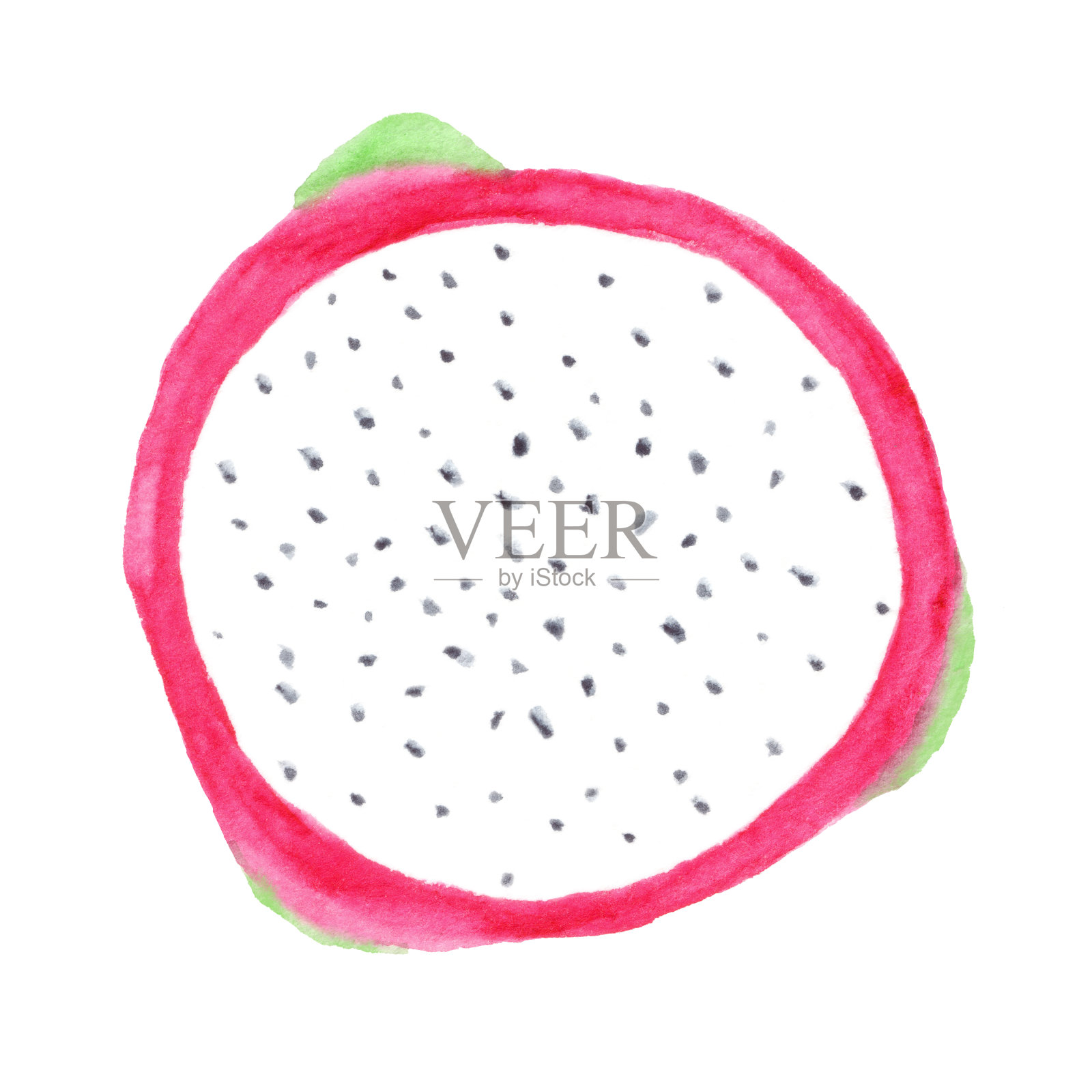 水彩画的火龙果插画图片素材