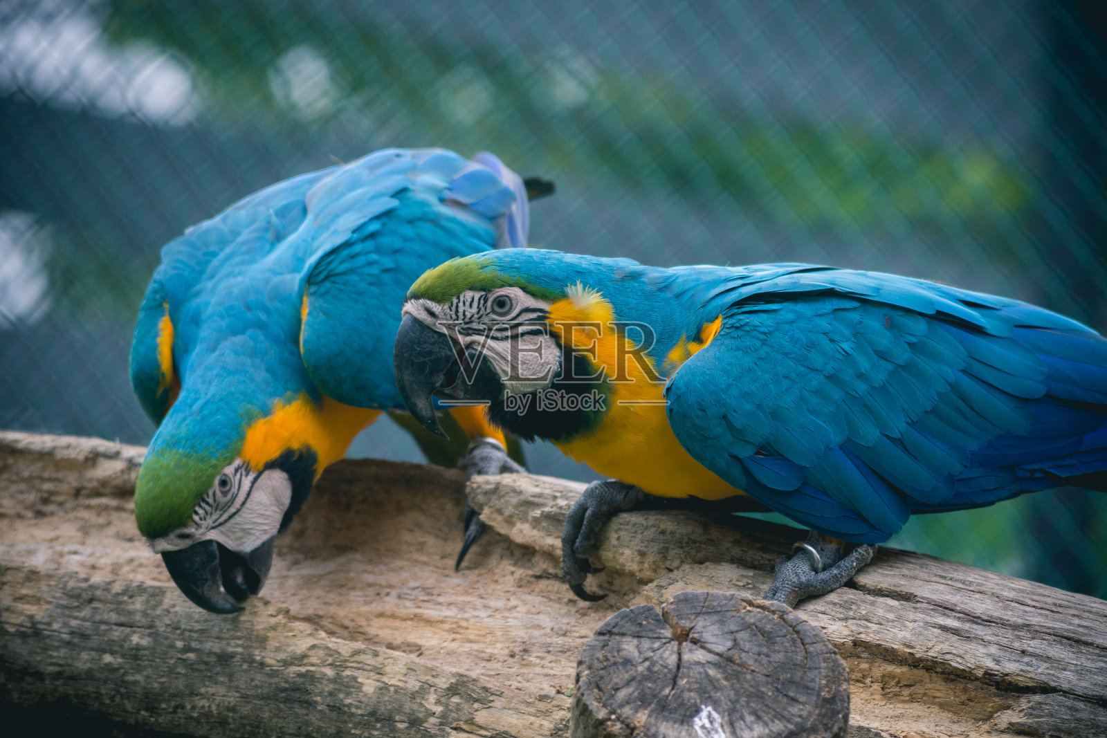 金色和蓝色金刚鹦鹉夫妇照片摄影图片