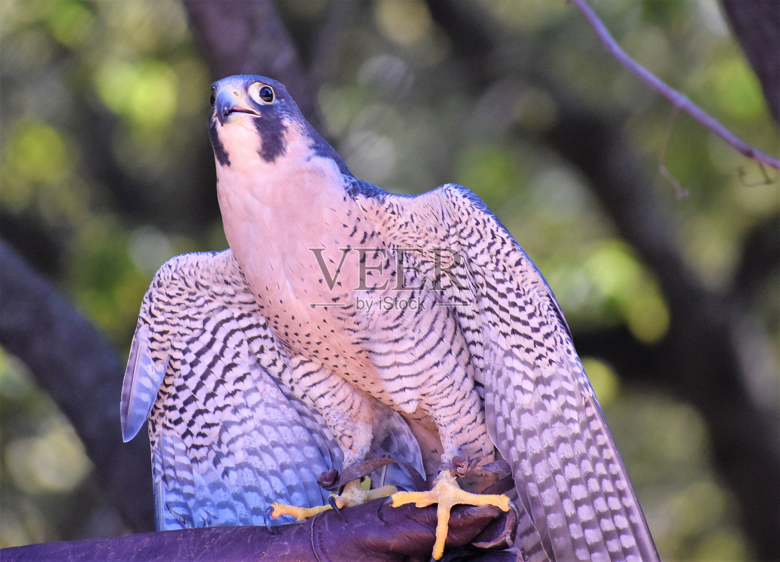 猎鹰照片摄影图片