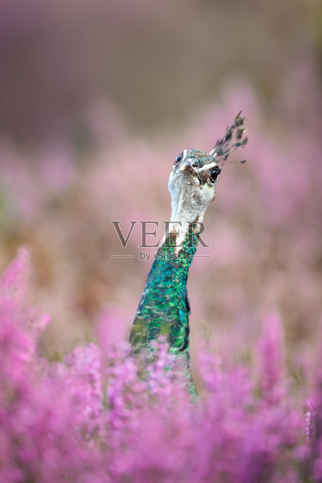 近距离的彩色雌孔雀在粉红色石南花照片摄影图片