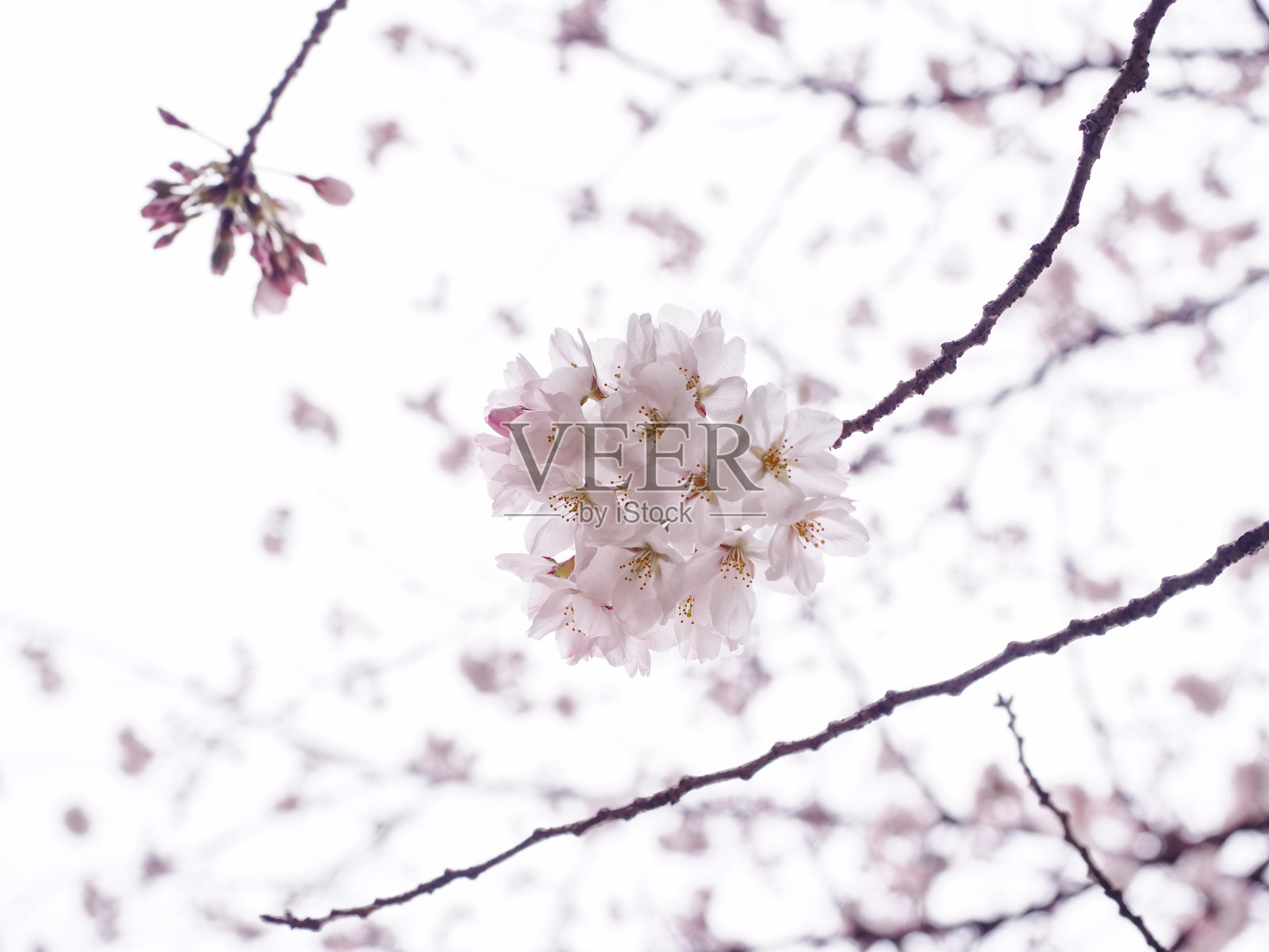 樱花盛开照片摄影图片