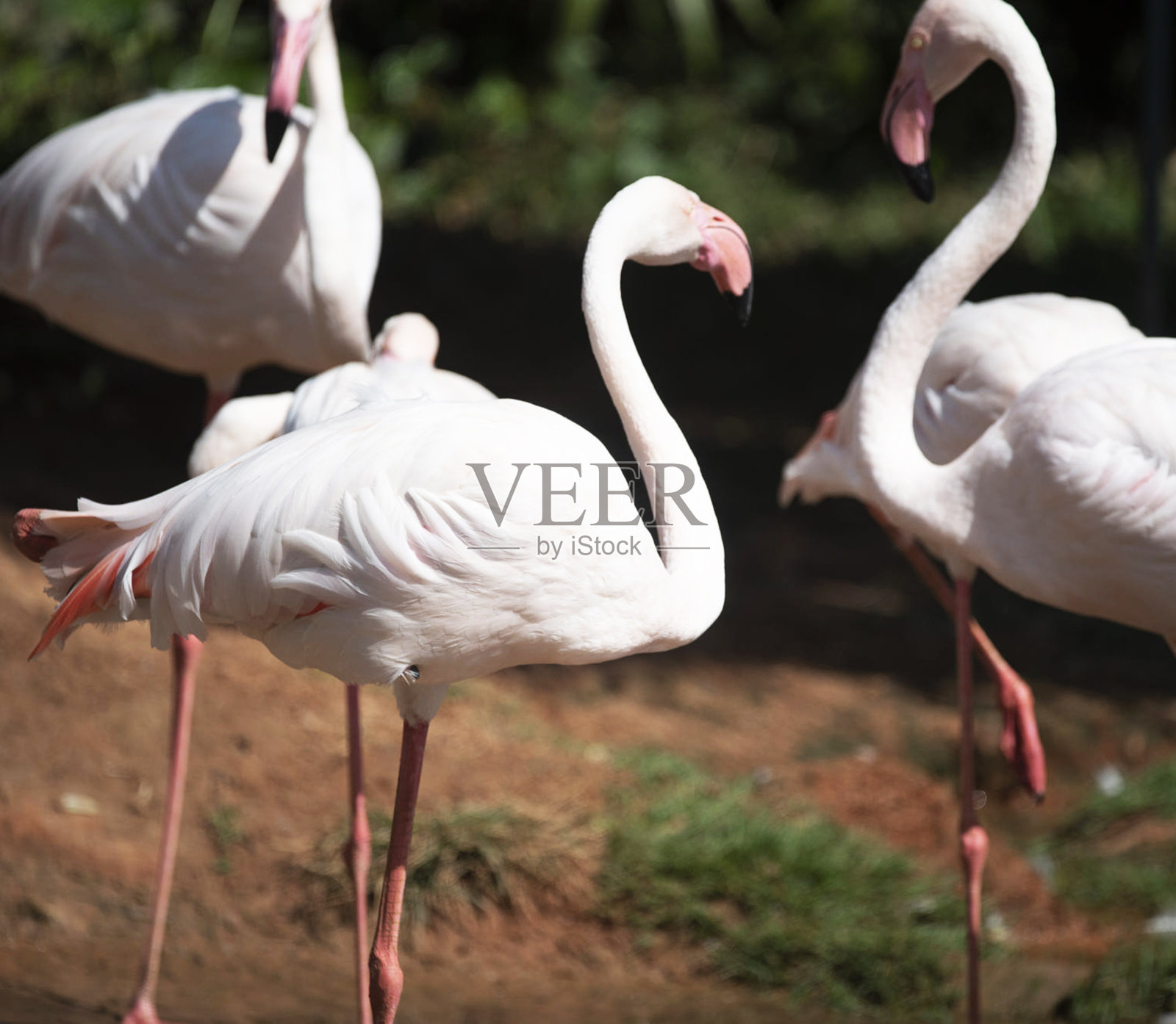 美丽的阿鲁巴野生动物图片照片摄影图片