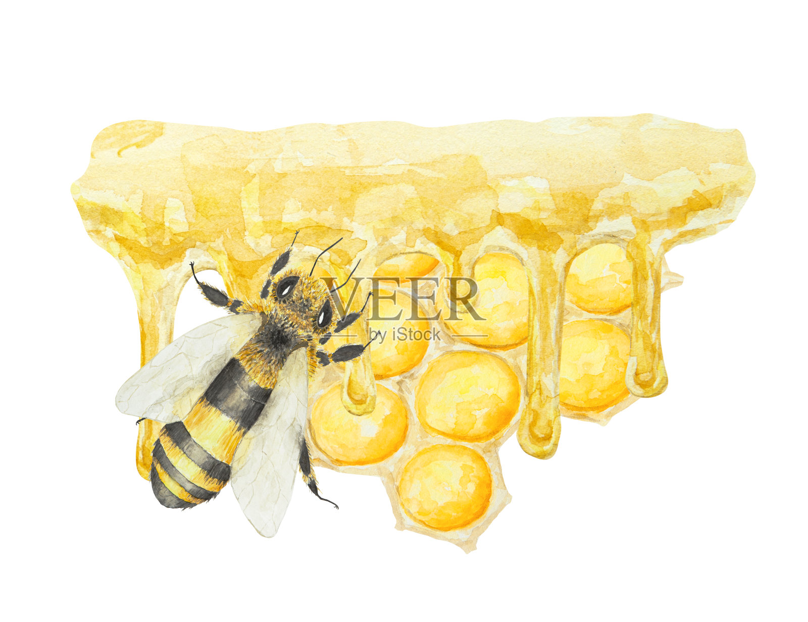 水彩手绘蜜蜂孤立在白色背景插画图片素材