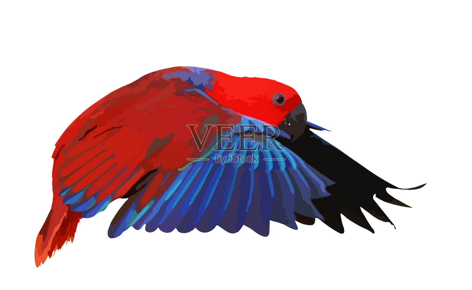 鹦鹉插画图片素材
