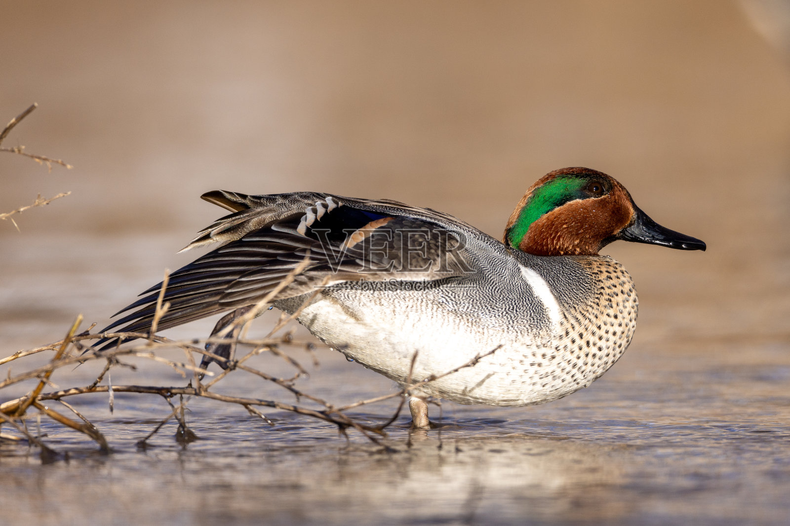 雄性绿翅蓝鸟摆出各种姿势照片摄影图片