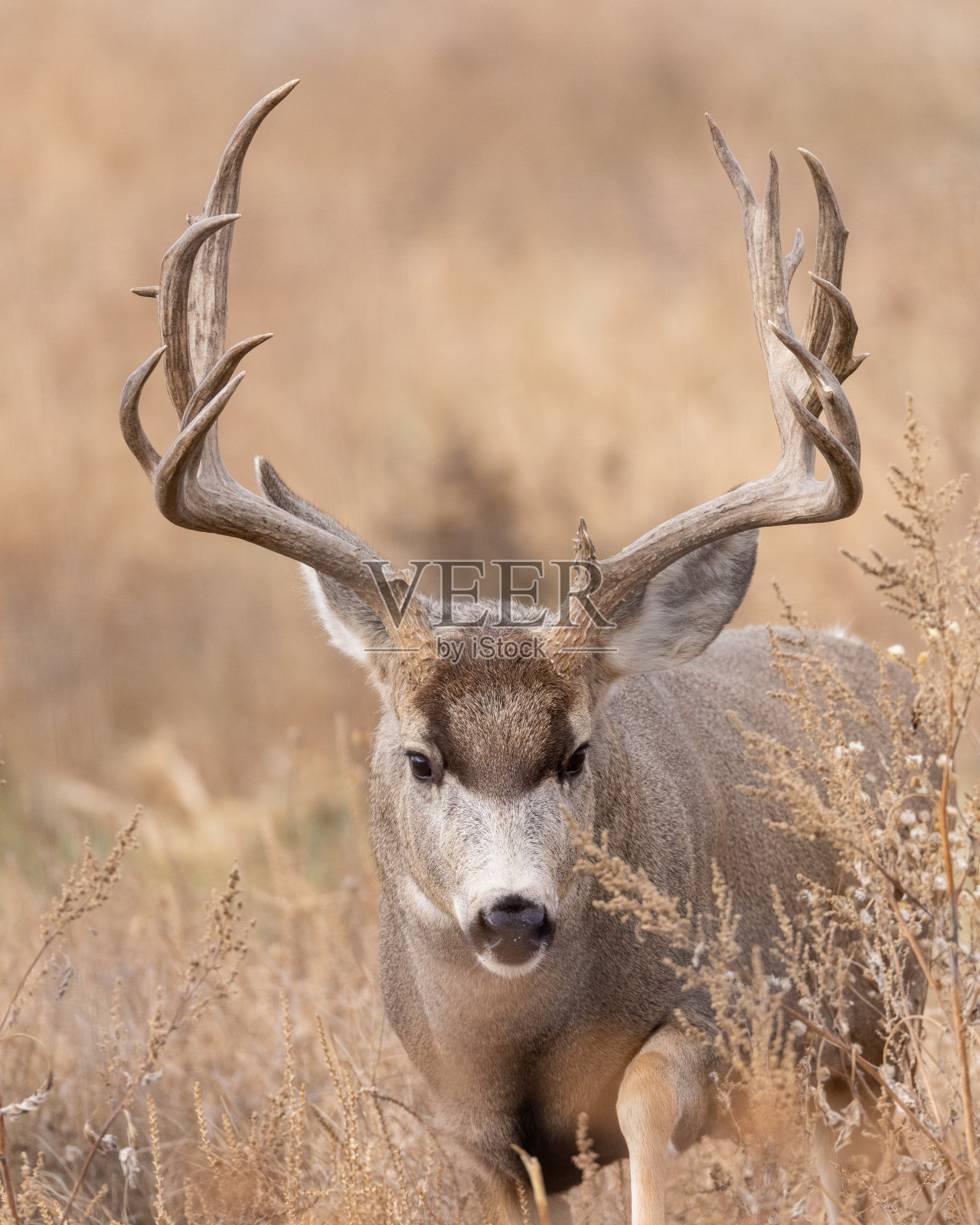大型骡鹿雄鹿(雄性)照片摄影图片