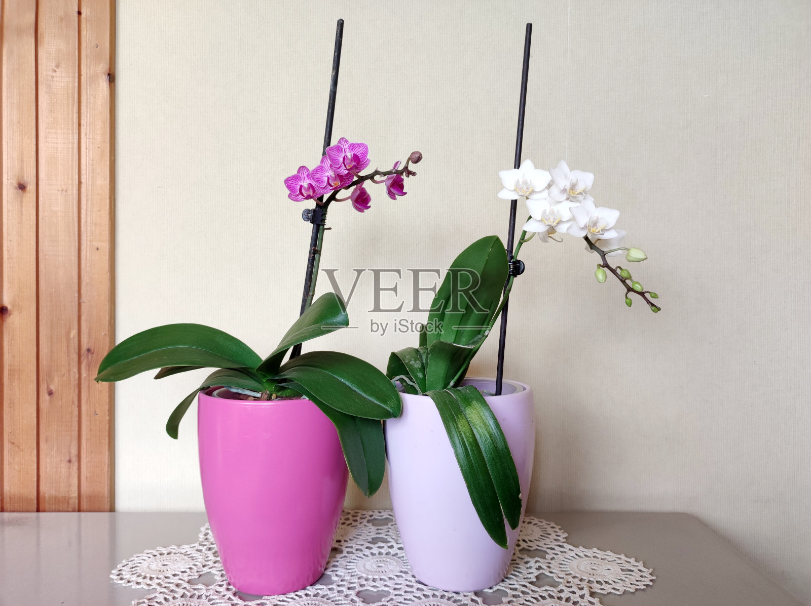 盛开的白色和粉红色蝴蝶兰照片摄影图片