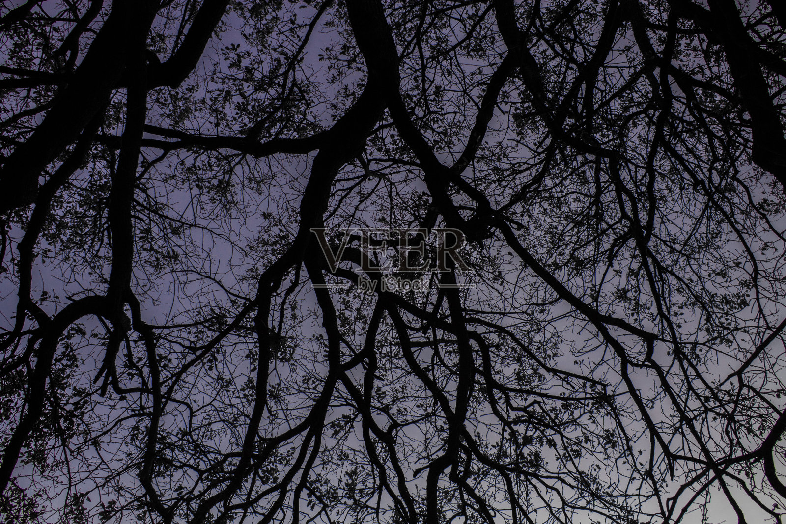 橡树树枝图案照片摄影图片