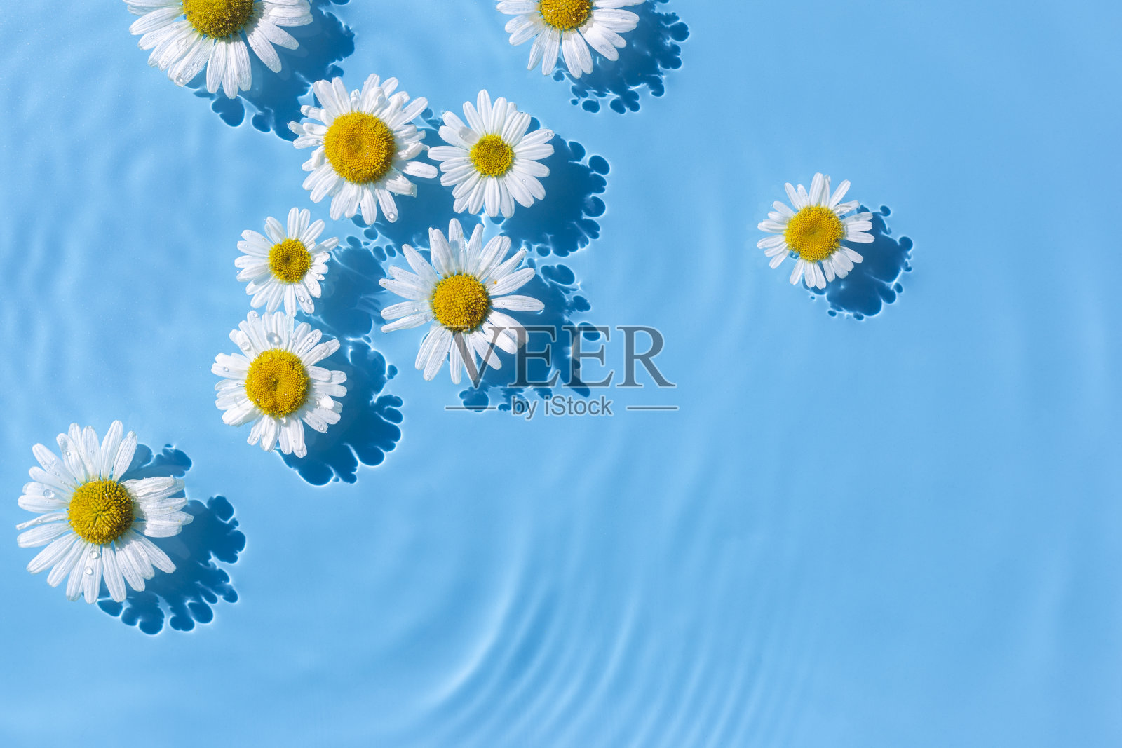 洋甘菊花在蓝色的水背景与同心圆从一个下降。俯视图,胖躺照片摄影图片