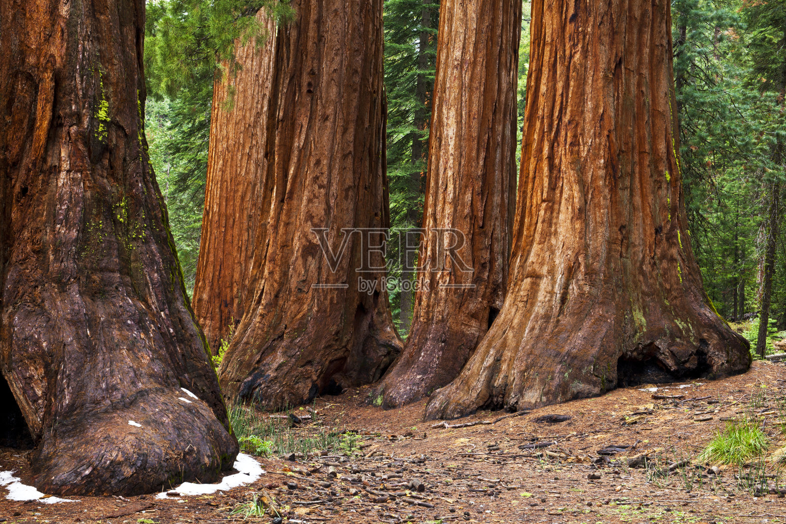 约塞米蒂国家公园马里波萨树林中被称为“单身汉”和“三格雷斯”的巨型红杉照片摄影图片