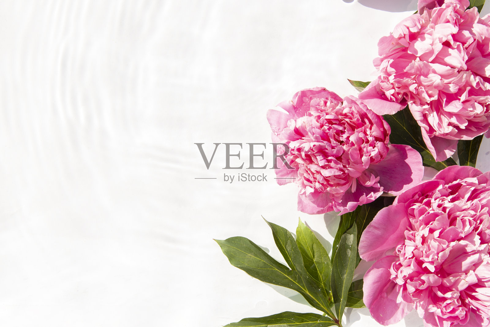 粉红色的牡丹花漂浮在水面上。俯视图,平面布局照片摄影图片