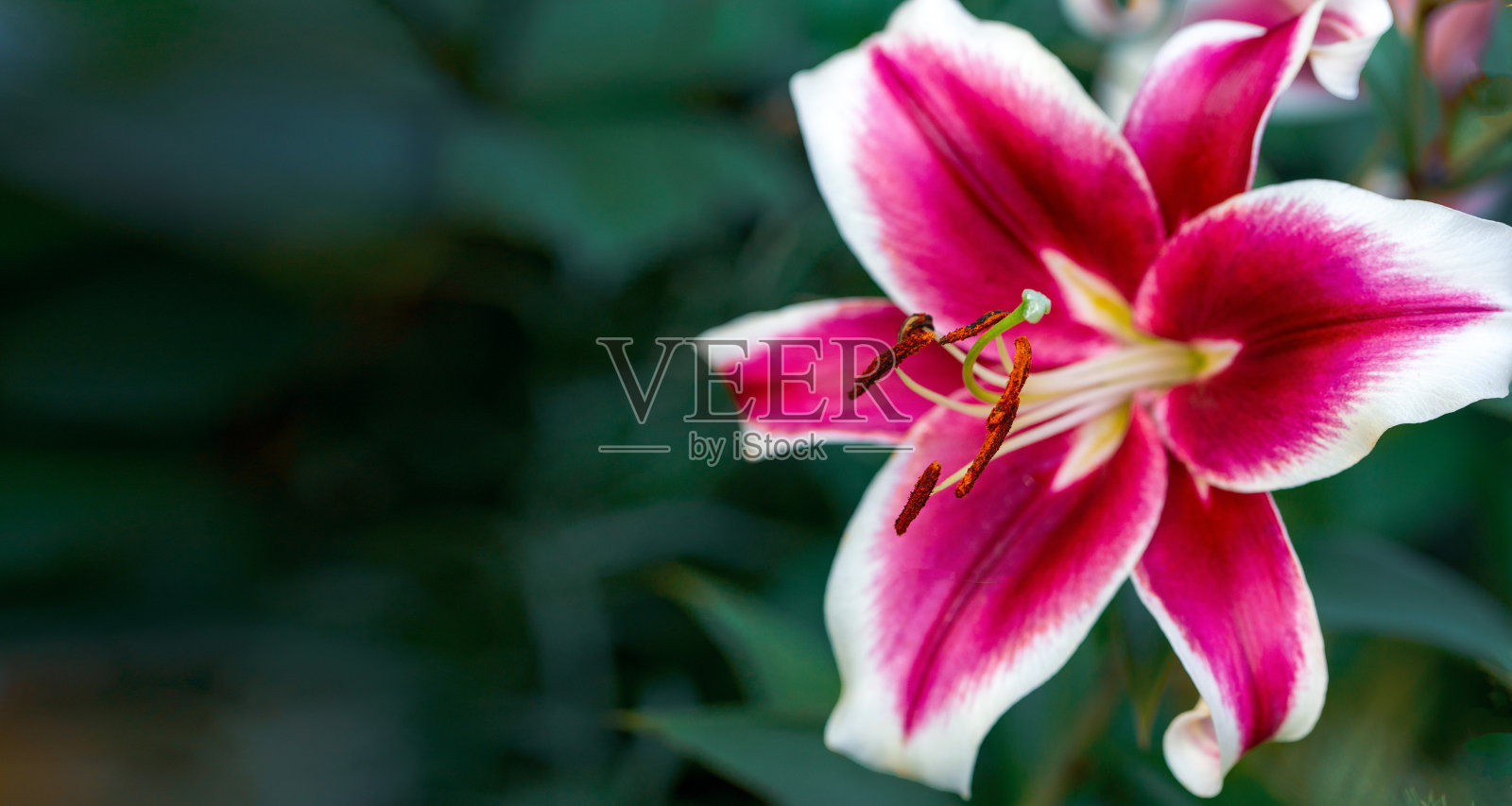 明亮的粉色和白色百合在自然的背景。花园里的球茎花。照片摄影图片