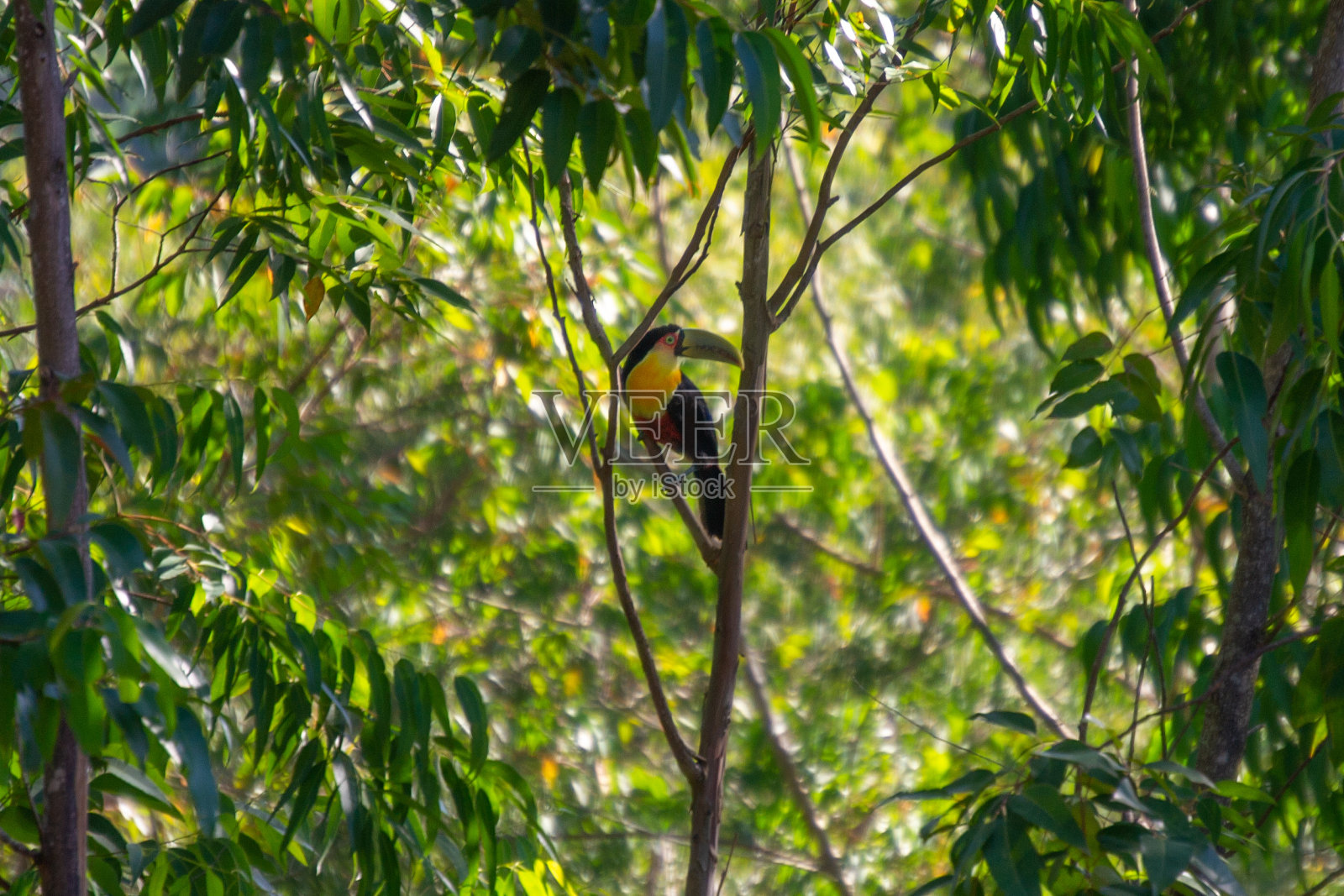 巨嘴鸟照片摄影图片