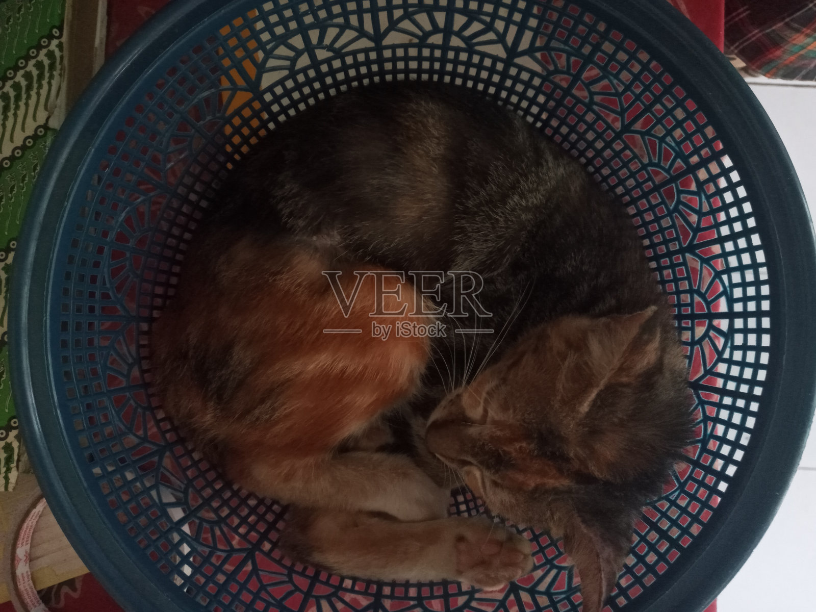 猫照片摄影图片