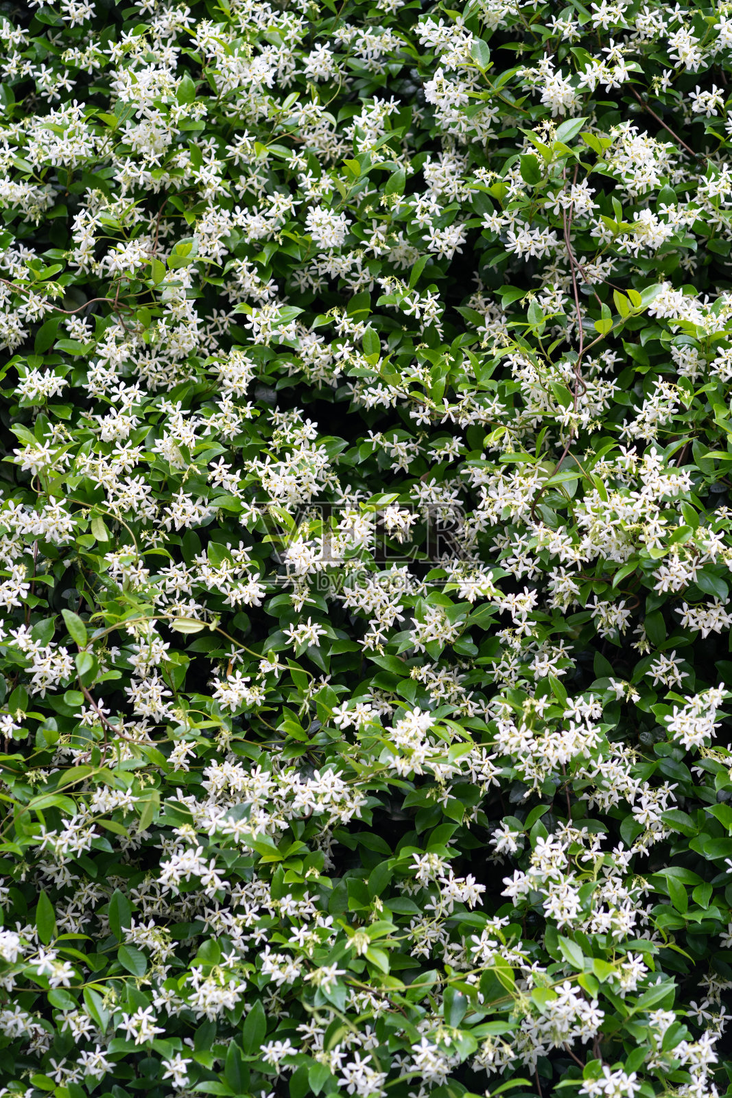 春天开花时的茉莉花丛。照片摄影图片