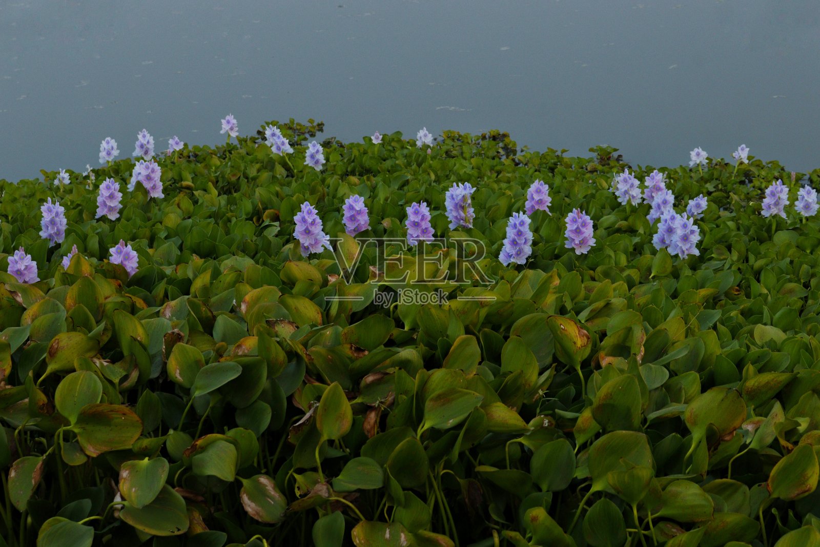 五颜六色的水葫芦花盛开照片摄影图片