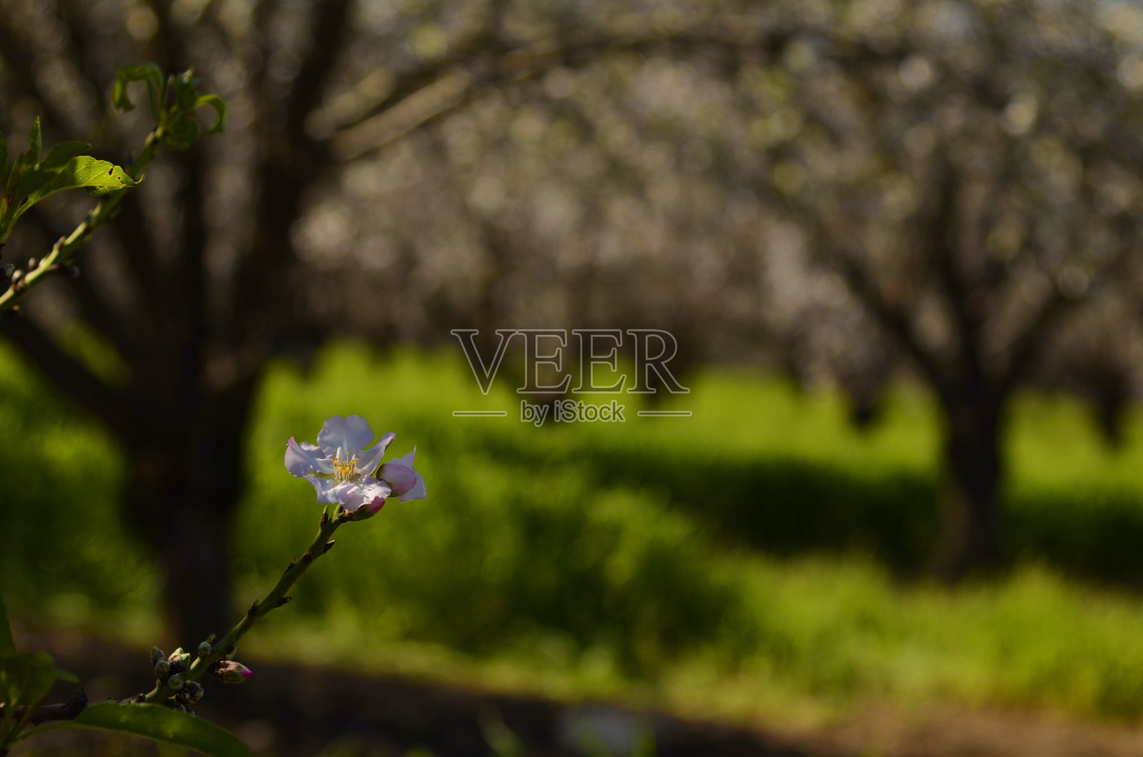 盛开的杏树,开满鲜花的大型樱花花园照片摄影图片