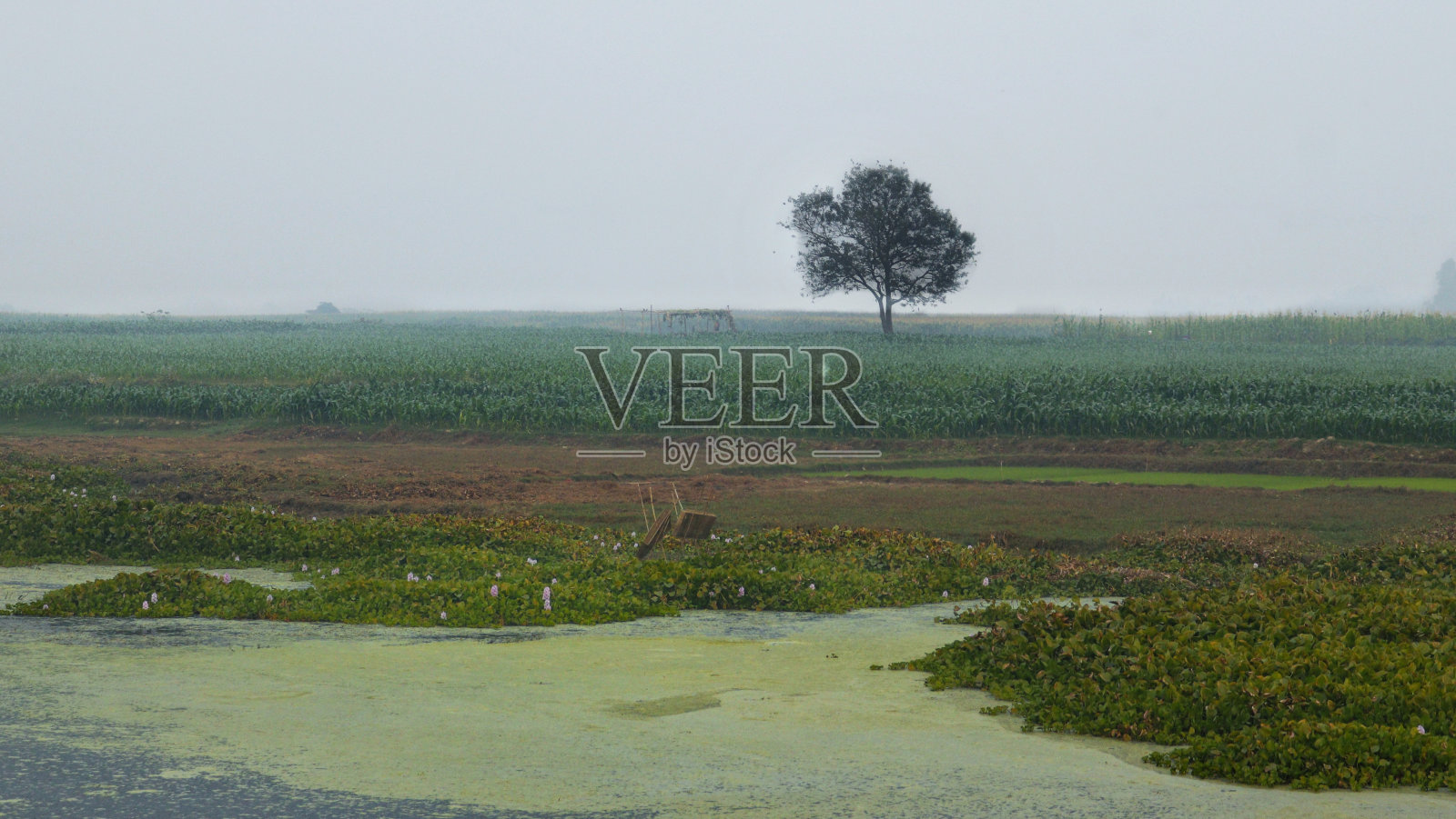 绿色农田里的树照片摄影图片