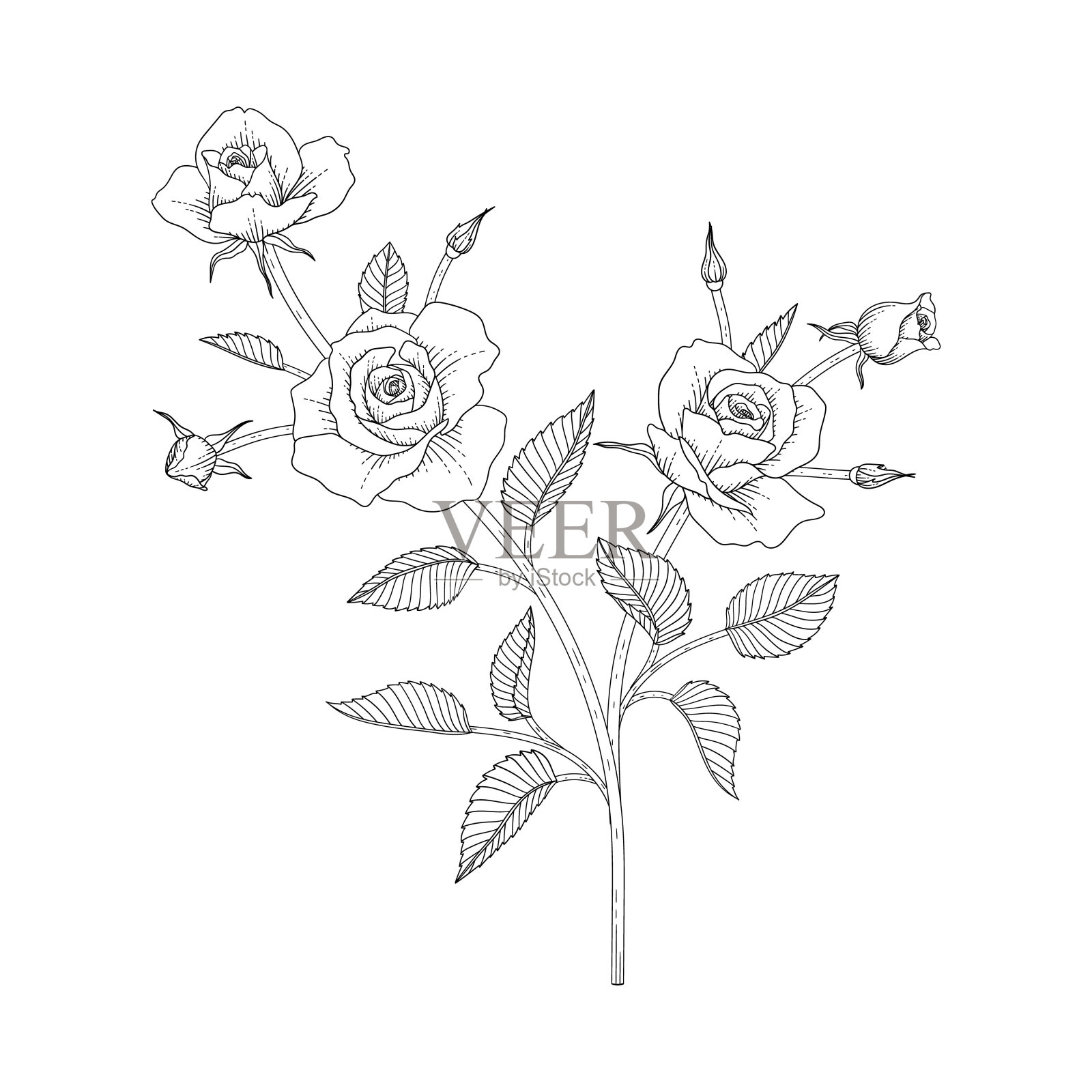 手绘玫瑰花卉插图。插画图片素材