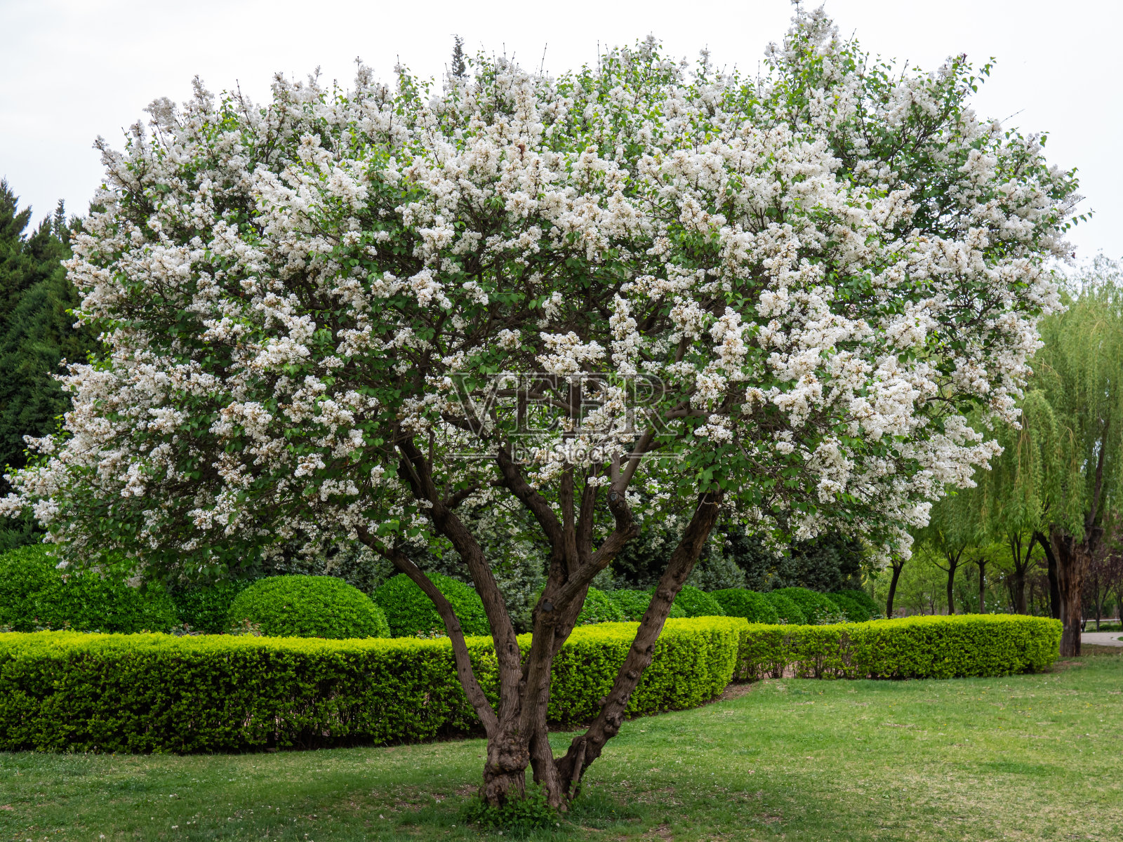 美丽的紫丁香照片摄影图片