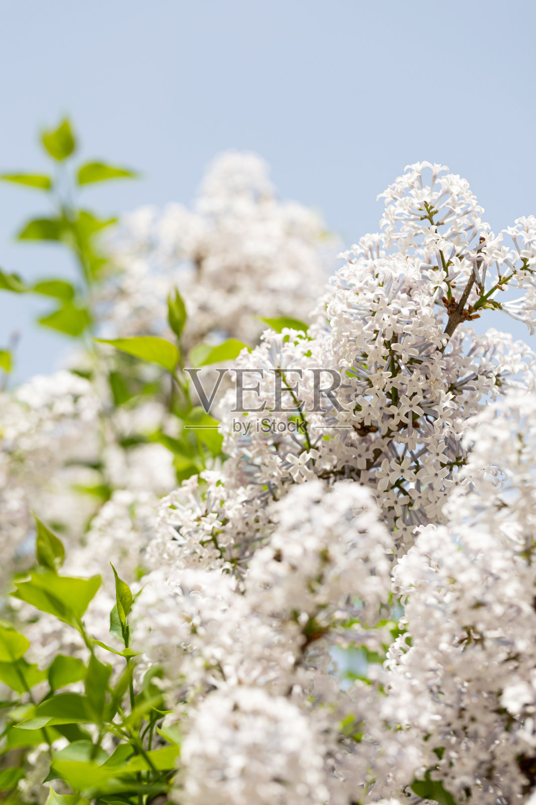 美丽的紫丁香照片摄影图片