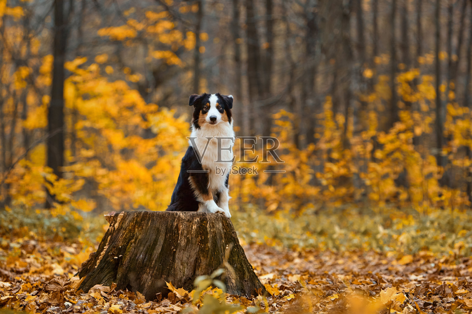 秋天的狗照片摄影图片