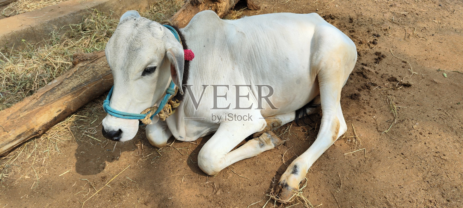 动物野生白领年轻公牛坐照片摄影图片