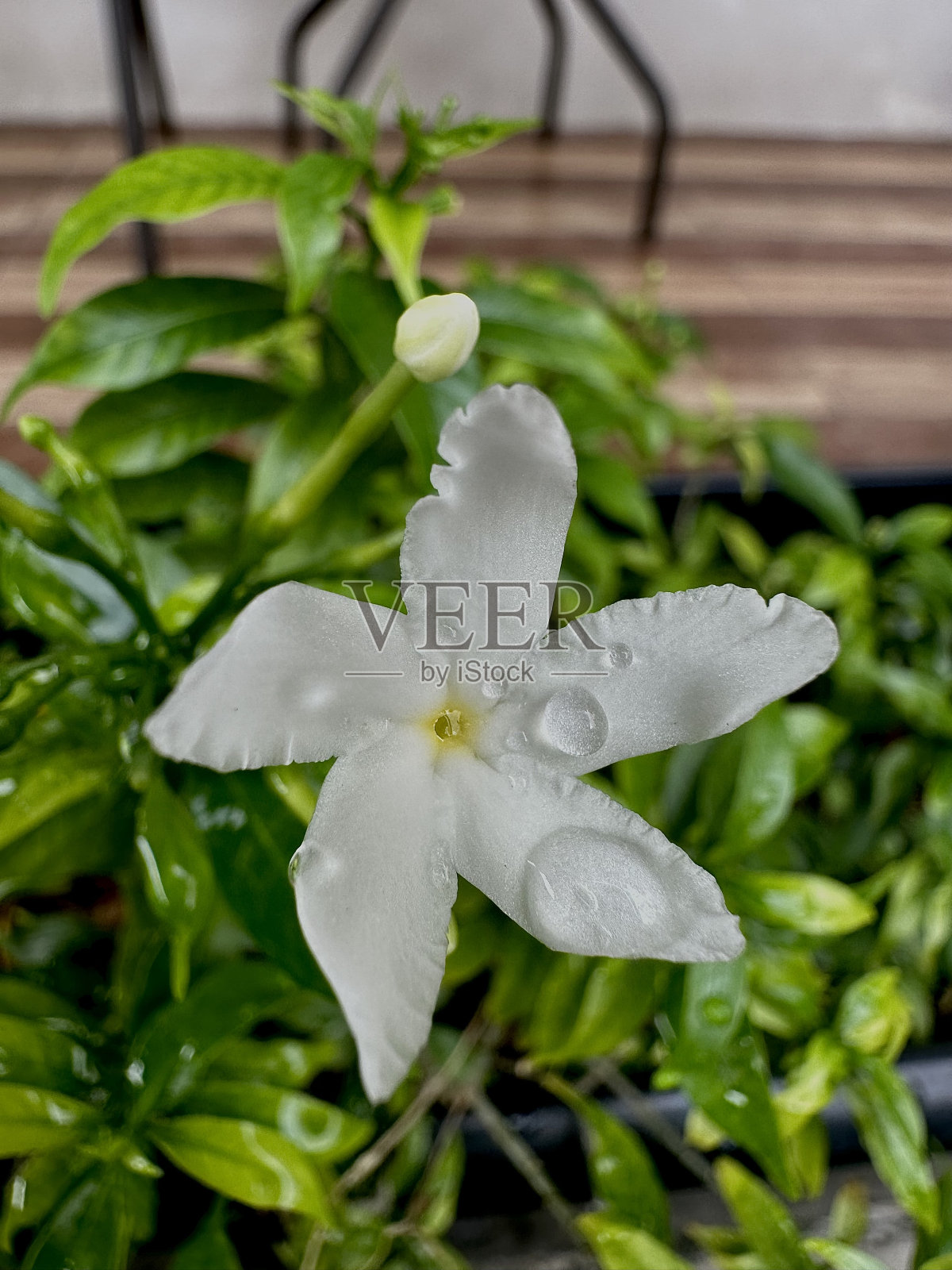 花照片摄影图片