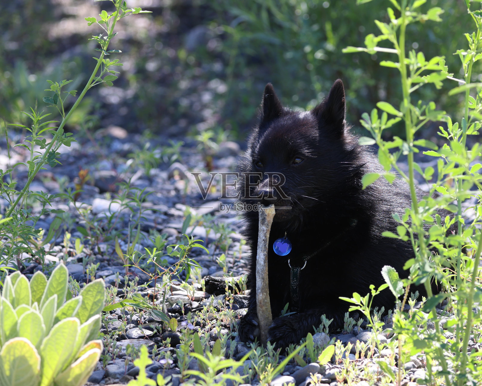 席柏克小狗和他的骨头照片摄影图片