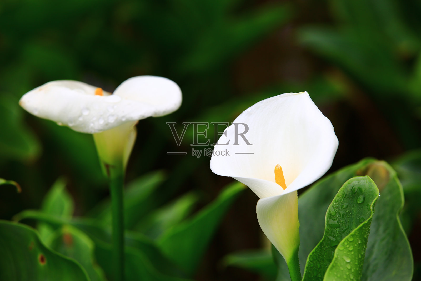 盛开的马蹄莲(海芋百合,金马蹄莲)花与雨滴照片摄影图片