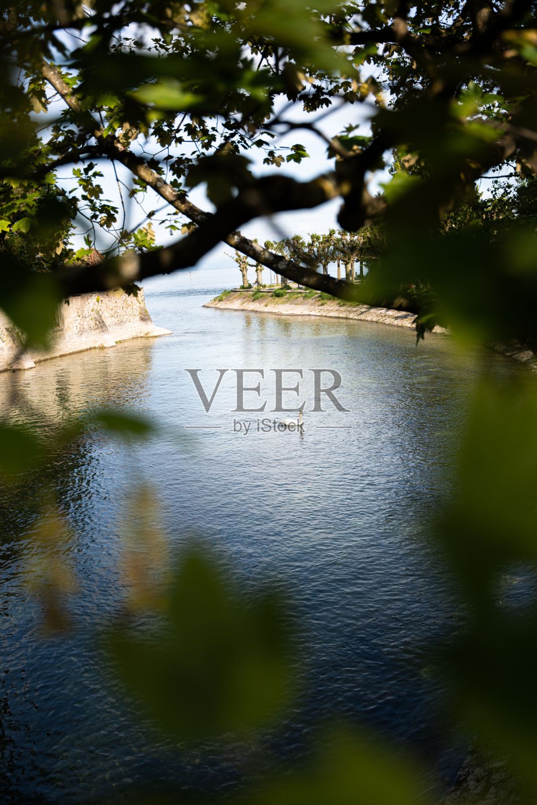 康斯坦斯湖的天鹅。照片摄影图片