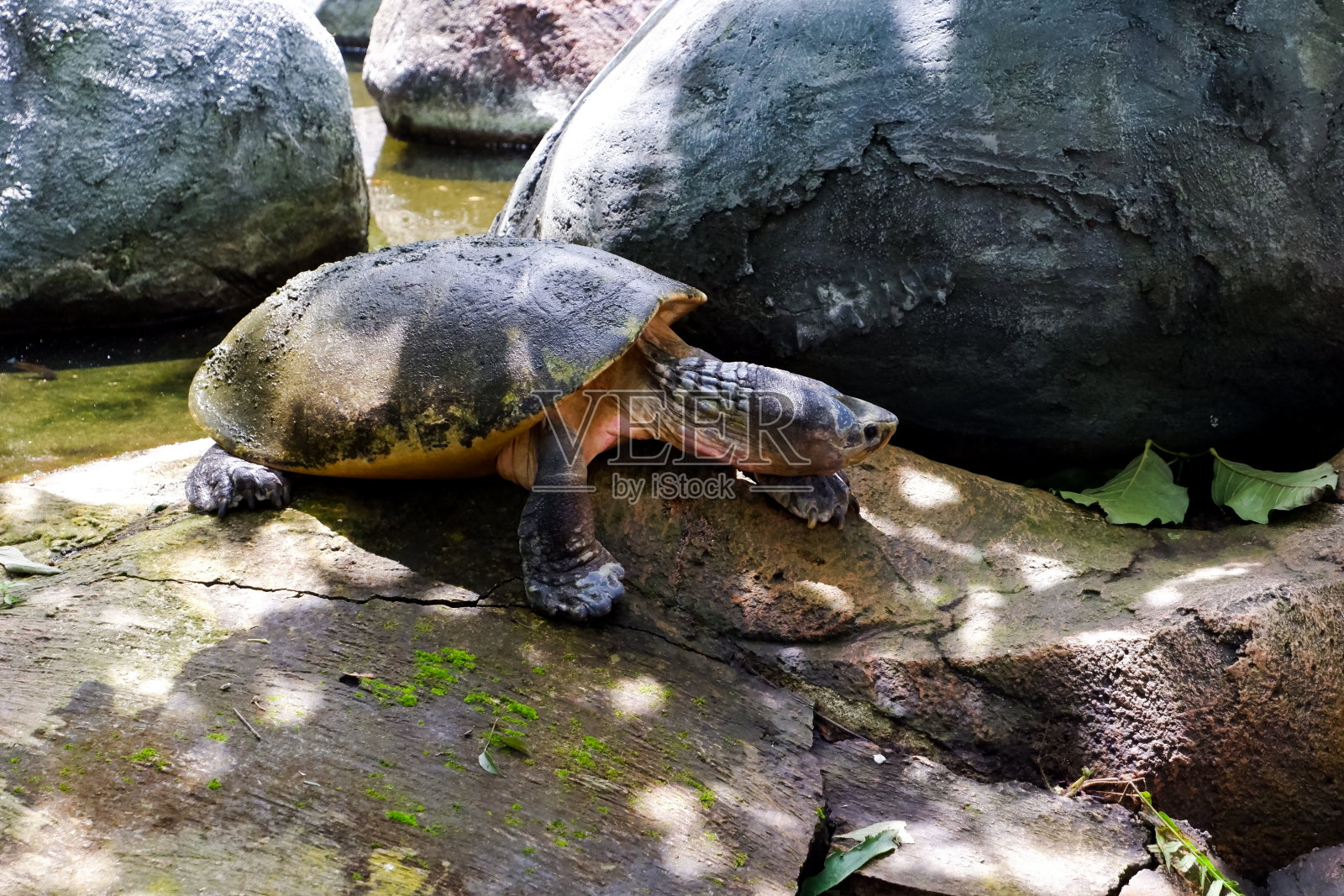 海龟坐在岩石上晒太阳时的选择性聚焦。照片摄影图片