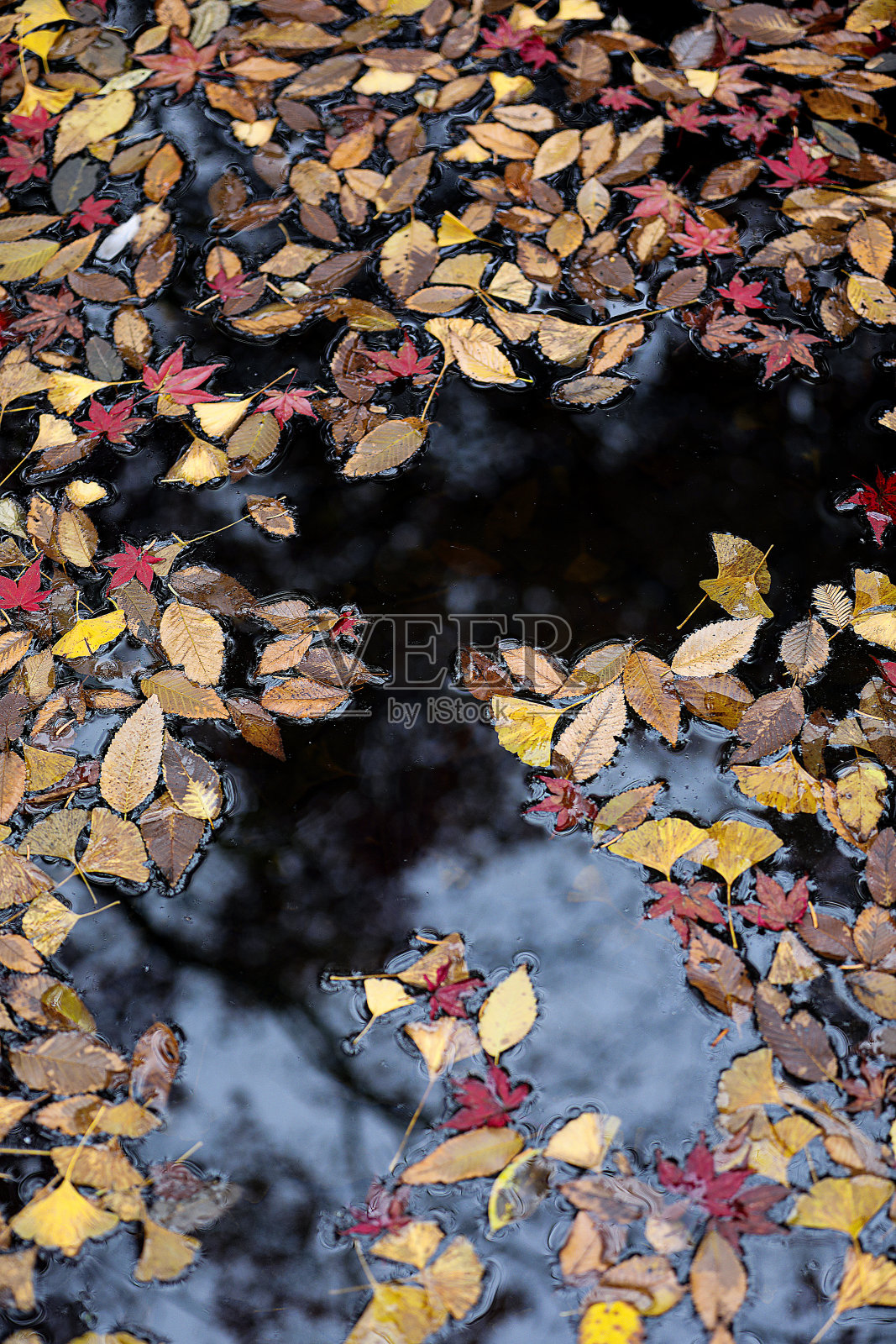 季节照片摄影图片