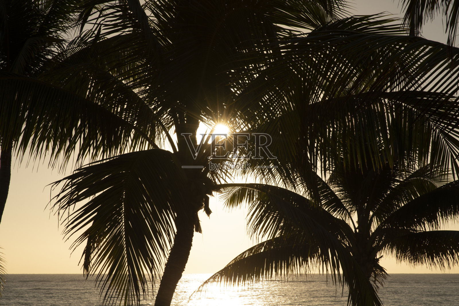 棕榈树剪影照片摄影图片