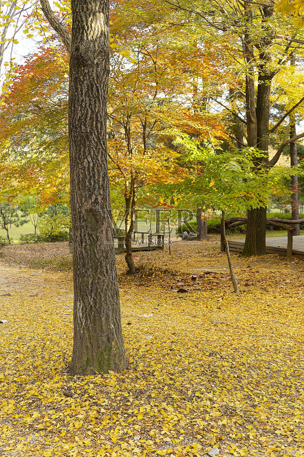 季节照片摄影图片