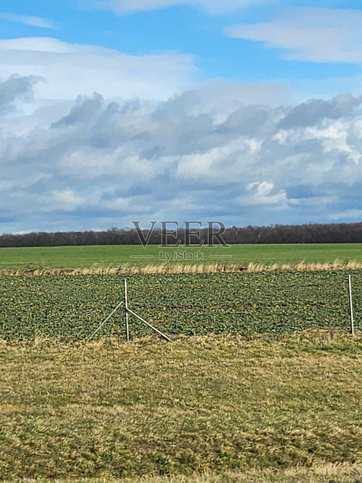 早春21照片摄影图片